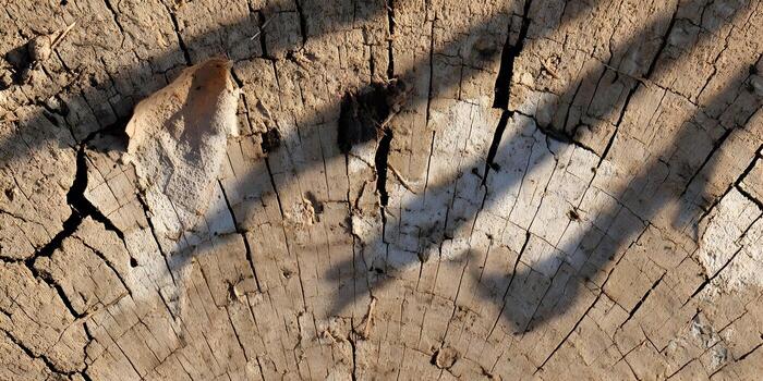 Dry weathered tree stump surface with deep cracks and visible growth rings under dappled sunlight and shadows photo