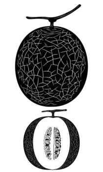 A black and white drawing depicts a muskmelon, showcasing its round shape and textured surface, along with a crosssection revealing its seeds and internal structure vector