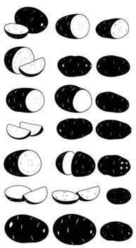 un cautivador colección de patata ilustraciones, exhibiendo varios formas, tamaños, y secciones transversales, todas prestados en un sorprendentes negro y blanco estilo, Perfecto para culinario o educativo proyectos vector