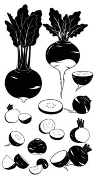 Beetroot collection, showcasing various cuts and angles, perfect for culinary projects, recipe illustrations, and educational materials on root vegetables vector