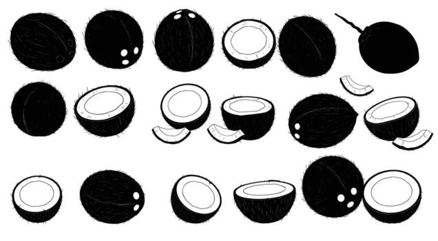 Coco Fruta exhibiendo un diverso colección de todo y reducido a la mitad cocos, presentado en un texturizado, dibujado a mano estilo con variar orientaciones vector