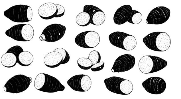 A collection of taro root illustrations, showcasing whole and sliced taro in various orientations, perfect for culinary, botanical, or educational projects vector