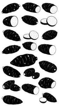 A set of taro root illustrations, depicting various angles and cuts, ideal for culinary designs, educational materials, or botanical studies vector