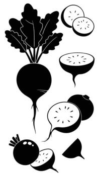 A collection of beet illustrations, showcasing whole beets with leaves and sliced beets, perfect for culinary, botanical, or educational projects vector