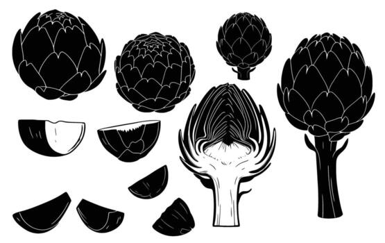 alcachofa ilustraciones un detallado conjunto de dibujado a mano gráficos exhibiendo el versátil alcachofa en varios formularios, Perfecto para culinario y botánico proyectos vector