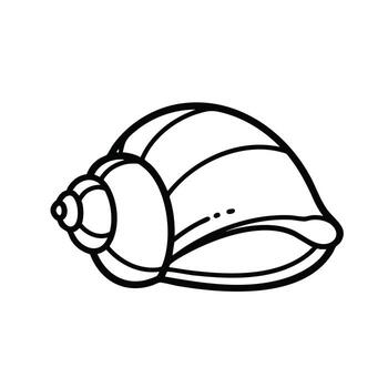 Simple Line Drawing of a Seashell with Spiral Structure and Curved Edges on a vector