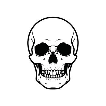 Detailed black and white of a human skull with intricate line work and realistic features emphasizing anatomy and structure vector
