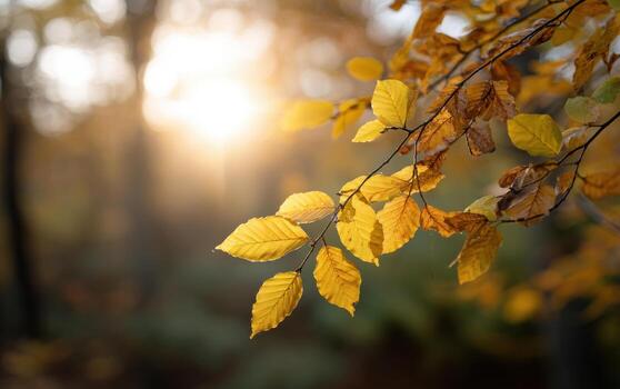 Golden leaves glow in autumn forest as the sun sets low behind the trees photo