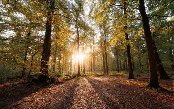 Sunlight filtering through tall trees in a dense autumn forest during golden hour with long shadows photo