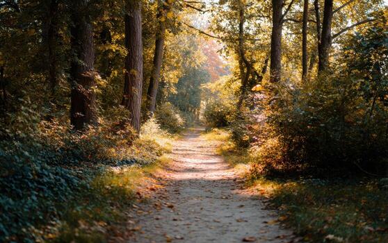 Narrow forest path winding through vibrant fall foliage in a serene woodland setting photo