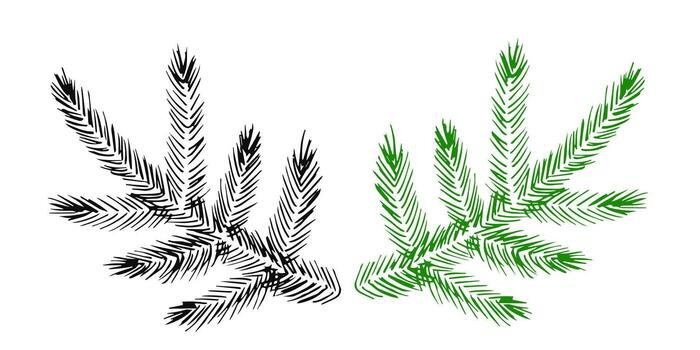 sencillo dibujado a mano dibujo. conífero ramas aislado en un blanco antecedentes. para huellas dactilares, tarjeta postal, invitación, etiqueta, modelo creación. nuevo años Navidad diseño. vector