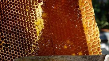 ein Rahmen mit Honig im das Bienenhaus, entlang welche frisch gepflückt duftend Honig video