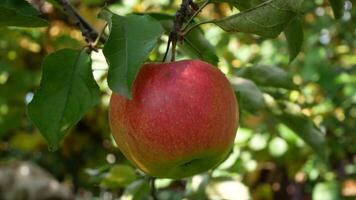 röd mogen äpplen på en gren av ett äpple träd i de strålar av de Sol video