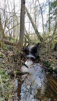 A stream running through a wooded area with trees and grass video