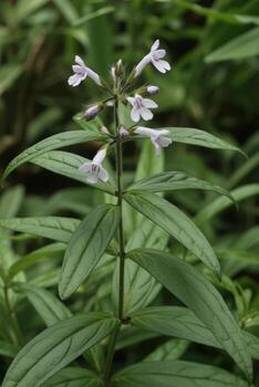 Delicate pale purple tubular flowers with dark green textured leaves and a soft natural bokeh background creating a serene botanical scene photo
