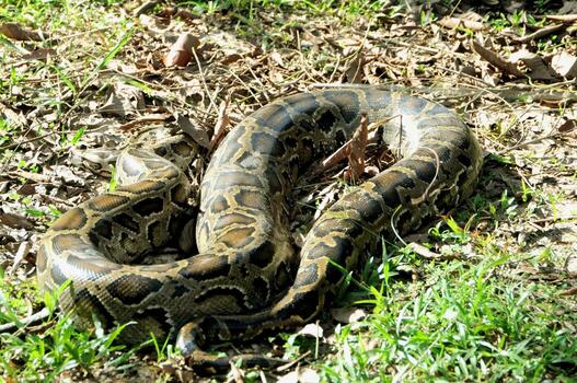 Large python coiled on dry ground with green grass snake reptile photo