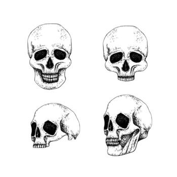 conjunto humano cráneo lleno cara y perfil, todo y medio parte. gráfico línea Arte sin antecedentes. para gótico diseño, Víspera de Todos los Santos composición, día de el muerto patrones o esotérico tema vector
