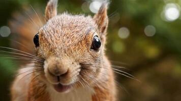 förtjusande stänga upp porträtt av en ekorre utforska dess miljö i mjuk fokus miljö video