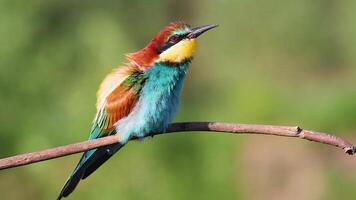 Close-up of a European Bee-eater Merops apiaster with its beak open vocalization on a branch video