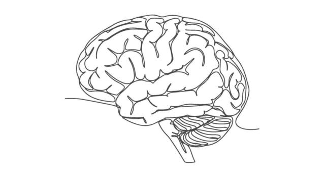 Anatomy of the Human Brain Depicted in a Single Continuous Line Drawing, Illustrating Complexity and Neural Connections vector