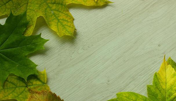 Textured White Oak Board with Autumn Leaves in an Angles Empty Space Stock Image photo