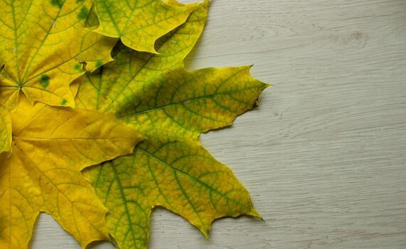 Illustration of the yellowing process of fallen autumn leaves with visible structure and color changes photo
