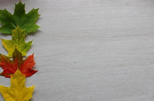 A beautiful autumn background of textured oak boards with a row of different colored autumn leaves at a side of image with copy space photo