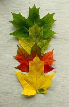 Colored fallen maple leaves stacked on top of each other show the drying process and color changes depending on the different periods of autumn photo