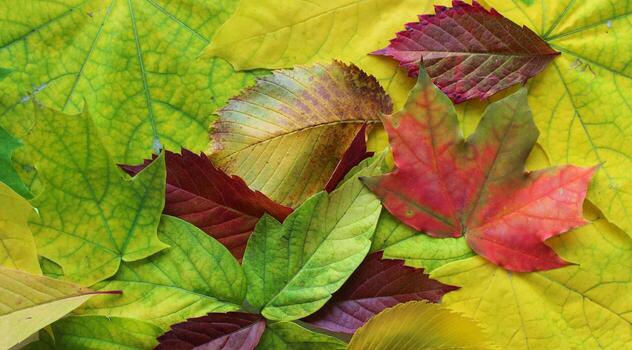 Various textures and colors of different fallen leaves close up stock photo for backgrounds and autumnal design