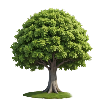 3d realistisch renderen van een weelderig groen boom met een vol, ronde overkapping, tegen een transparant achtergrond, ideaal voor een reeks van ontwerp en compositing taken png