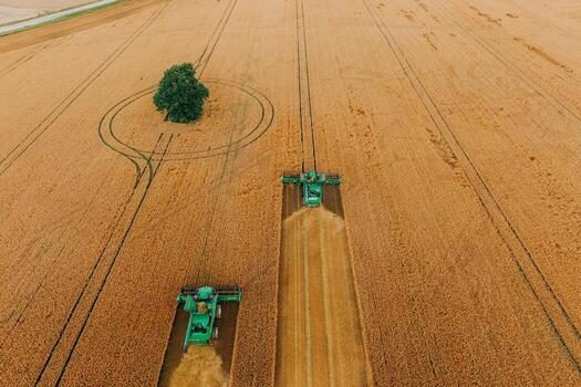 Two green combine harvesters create parallel tracks in a vast wheat field. A single tree encircled by tire tracks stands prominently in the field. photo