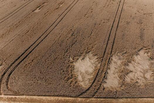 un grande campo de dorado cultivos caracteristicas paralelo neumático pistas y distinto aplanado parches, creando patrones y textura a través de el expansivo paisaje. foto
