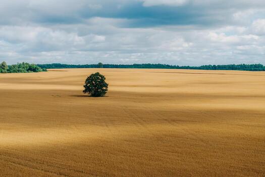 A single green tree stands in the center of a vast golden wheat field. The field extends to the horizon, with distant trees and a partly cloudy sky above. photo