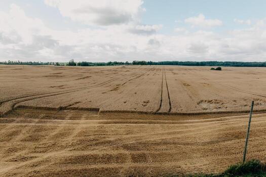 A golden field of harvested grain with visible tire tracks, bordered by a dense row of trees under a partly cloudy sky. A fence post stands in the foreground. photo