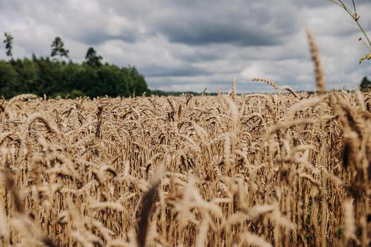 A golden wheat field with tall stalks under a cloudy sky. A line of trees marks the edge of the field, contrasting with the darker clouds above. photo
