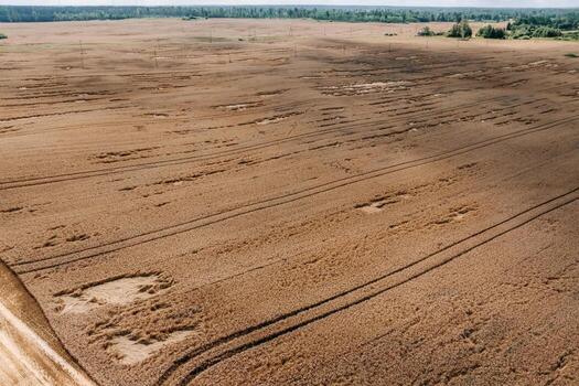 A vast field of golden wheat with visible tire tracks running through it. A line of trees marks the boundary, with a clear horizon above. photo