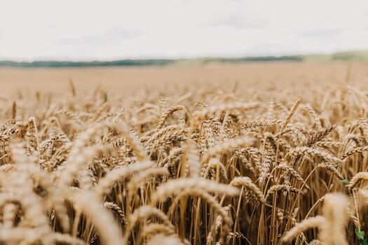 Golden wheat stalks in sharp focus, highlighting texture and maturity. Rolling hills and a lightly clouded sky are faintly visible in the distance. photo