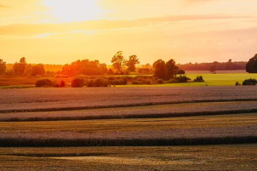 Golden sunset illuminates expansive agricultural fields with rows of crops, scattered trees, and bushes, creating a contrast of light and shadow. photo