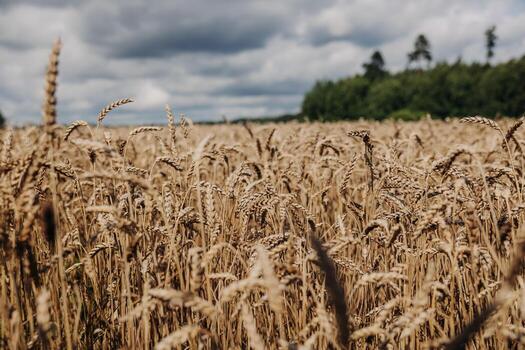 A golden wheat field with tall stalks under a cloudy sky. A line of trees marks the field's edge, creating contrast with the earthy tones. photo