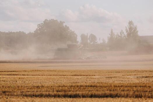 Combine Harvester Operating in a Golden Field with Distant Trees photo
