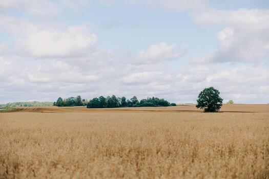 Golden Field with Single Tree and Cluster of Trees in Distance photo