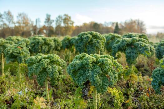 Mature curly kale stands in raised rows, leaves dusted with frost in low light. A centered frosted crown leads receding rows, cool hues and mist suggest early hours. photo