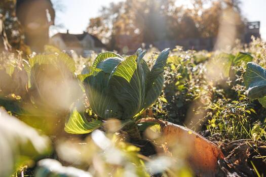 Low angle cabbage head with dew in warm late afternoon light, soft bokeh and lens flare add golden glow. Shallow depth and natural lighting highlight texture and harvest mood. photo