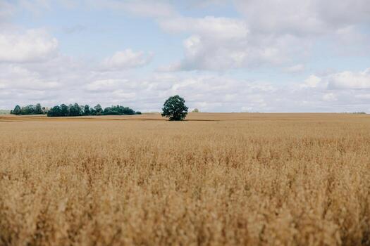 Golden Field with Single Tree and Distant Tree Line Under Cloudy Sky photo