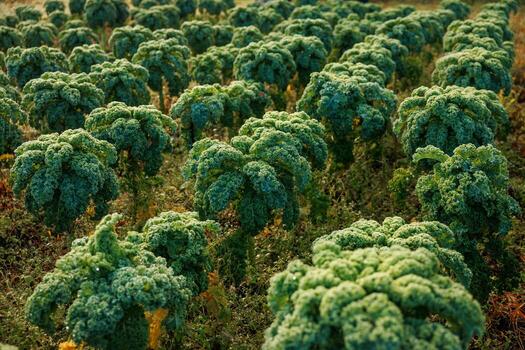 Dozens of curly kale plants stand in neat rows at golden hour, dew speckles ruffled leaves, lower leaves show yellowing, low angle view adds depth through distant rows. photo
