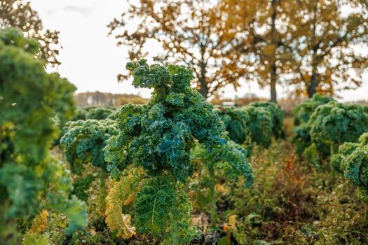 Curly kale grows in neat rows on a small farm, dew on leaves and some yellow fronds suggest late fall afternoon, one robust plant in sharp focus, shallow depth of field. photo