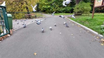 flock av duvor tar flyg från kullersten väg, visa upp dynamisk rörelse och vibrerande höst lövverk, kamera följer verkan med slät dolly rörelse video