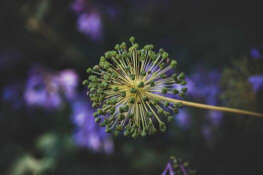 A spherical allium flower stands out against a blurred background, displaying its unique structure. photo