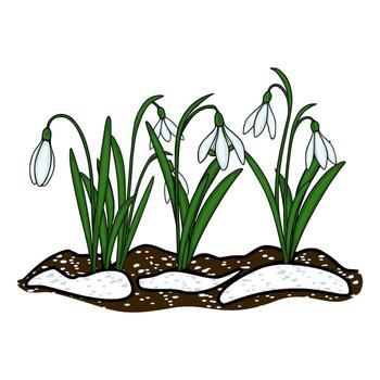 Charming illustration of delicate snowdrops emerging from the soil with remnants of snow, symbolizing the first signs of spring. vector
