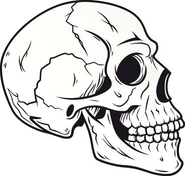Sskull isolated on transparent background. front view. vector